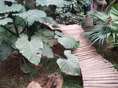 -呀路古热带植物园