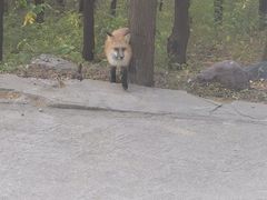 -北京十三陵国家森林公园蟒山景区