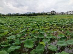 -会仙湿地