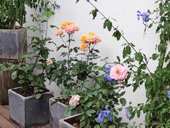 -云里小坐·小院里·团建·宴请·下午茶(三圣乡店)
