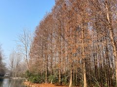 -溱湖国家湿地公园