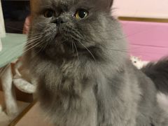 -Sweet cat·星愿猫咖(国贸大厦店)