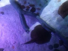 -暹罗海洋世界