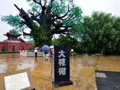 -大槐树寻根祭祖园
