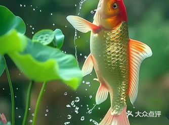  鲤鱼跃莲池，一瞬惊艳！ 