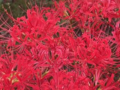 -南通博物苑-崇川人民公园