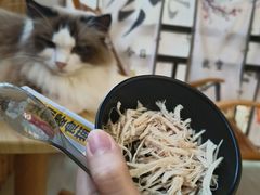 -豆逗聊愈猫阁Easy Life