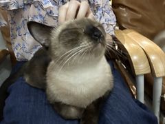 -李小姐の猫咖啡馆(五角场店)