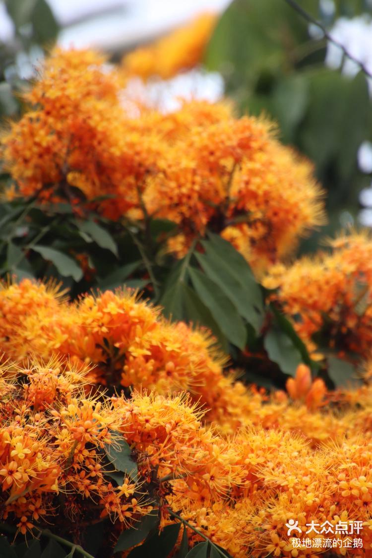 广州周末游玩推荐(4)《龙洞》拍中国无忧花-大众点评