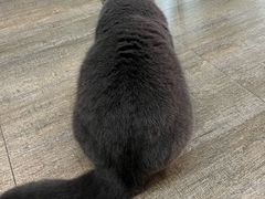 -猫咪咖啡·猫咖(万达广场店)