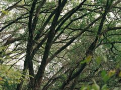 -上海佘山国家森林公园天马山园