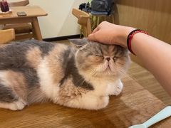-滚猫咖啡·猫咖·猫友好撸猫(未来城店)