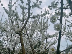 -树山生态村
