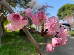-天适樱花悠乐园