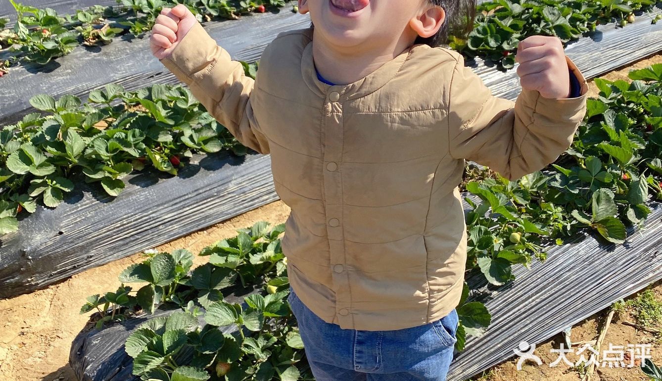 草莓季🍓遛娃圣地🍓