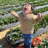 草莓季🍓遛娃圣地🍓