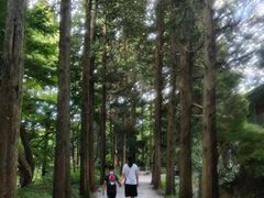 -庐山风景区花径公园