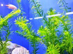 -上海海洋水族馆