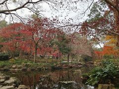-秋霞圃