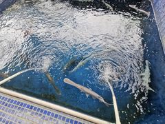 -鸿渡渔庄·特色鸭咀鱼