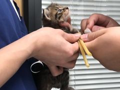 -伟伟宠物医院·CT影像中心·瑞派犬猫综合性门诊(汉口总院)