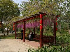 -天适樱花悠乐园