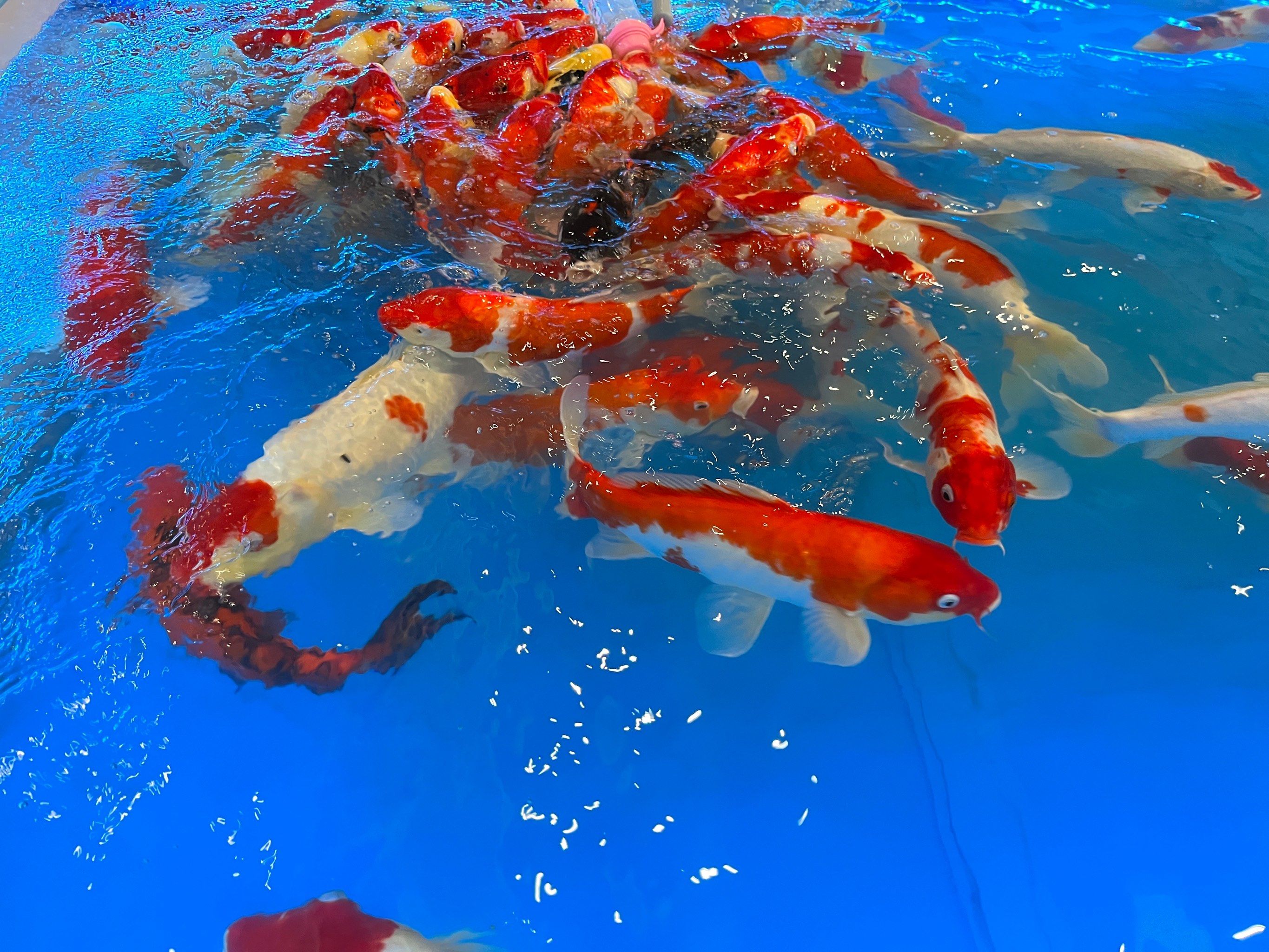 谁会不喜欢胖胖的,肥嘟嘟的锦鲤呢