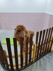 -Moni星球萌宠·小马宝莉·灵蛇·高端高阶全萌宠互动体验俱乐部(红豆国际广场店)