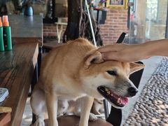 -柴犬高等学院·狗咖·柴犬售卖·宠物训练