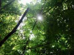 -桤木河湿地公园