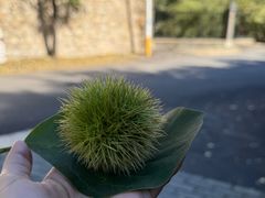 -胶东人家(奥体中心店)