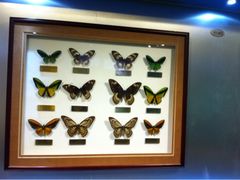 iphone_upload_pic-上海昆虫博物馆