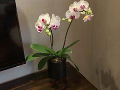 -上海新锦江大酒店