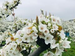 -树山生态村