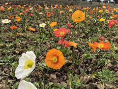 -都江堰玫瑰花溪谷