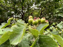 -大兴滨河森林公园