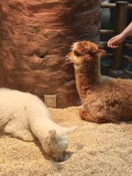 -Zoolung Zoolung动物主题公园(海信广场店)