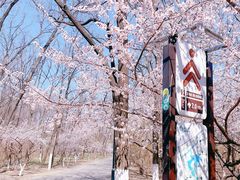 -朝阳公园