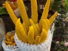 -双季花艺园艺市场(浦东店)