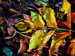 -大兴滨河森林公园