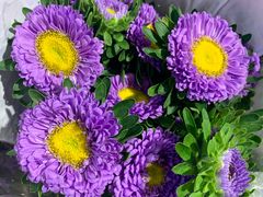 -溪岸路花鸟市场