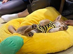 -逗柴咖啡屋·狗咖猫咖宠物桌游