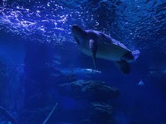 -多彩贵州城极地海洋世界