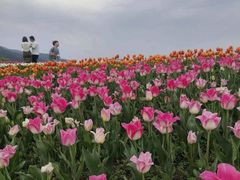 -径山花海