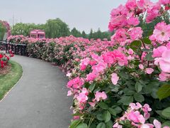 -上海辰山植物园