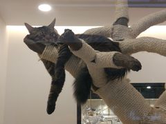 -袖虎·猫馆(体育西路店)