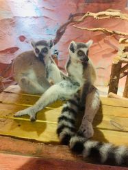 -Zoolung Zoolung动物主题公园(海信广场店)