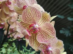 -花之城