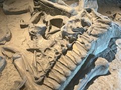 -自贡恐龙博物馆