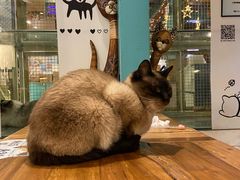 -猫小院猫主题咖啡厅(北锣店)